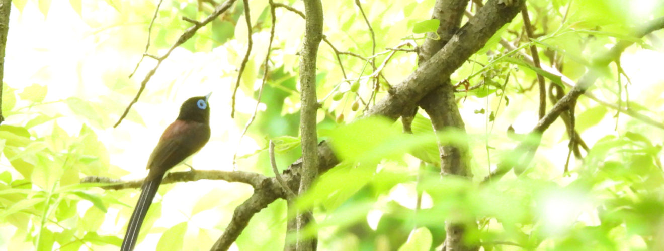 サンコウチョウメイン