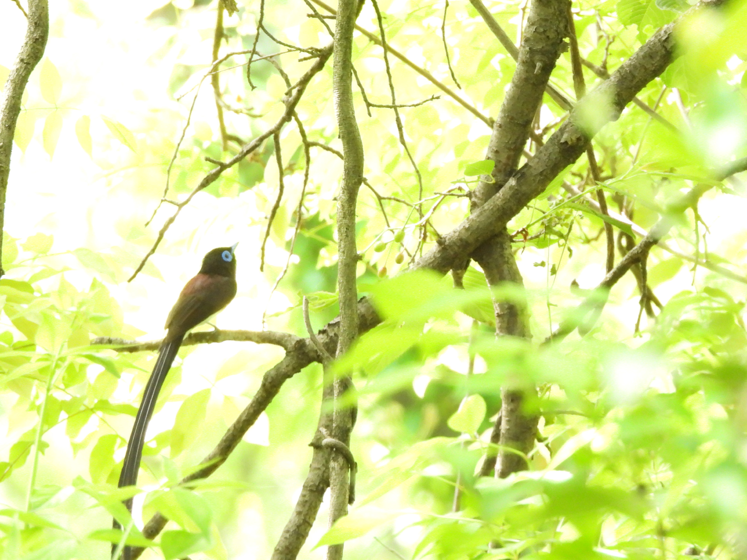 サンコウチョウメイン