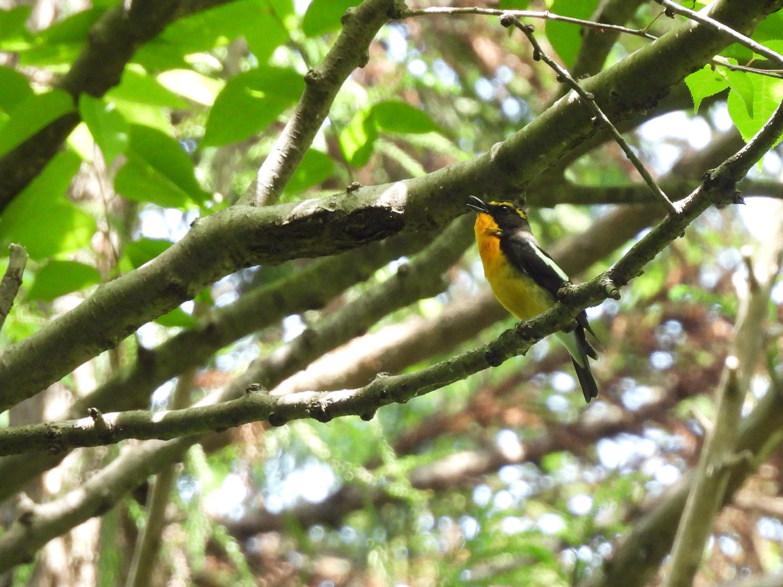 キビタキ四季の森