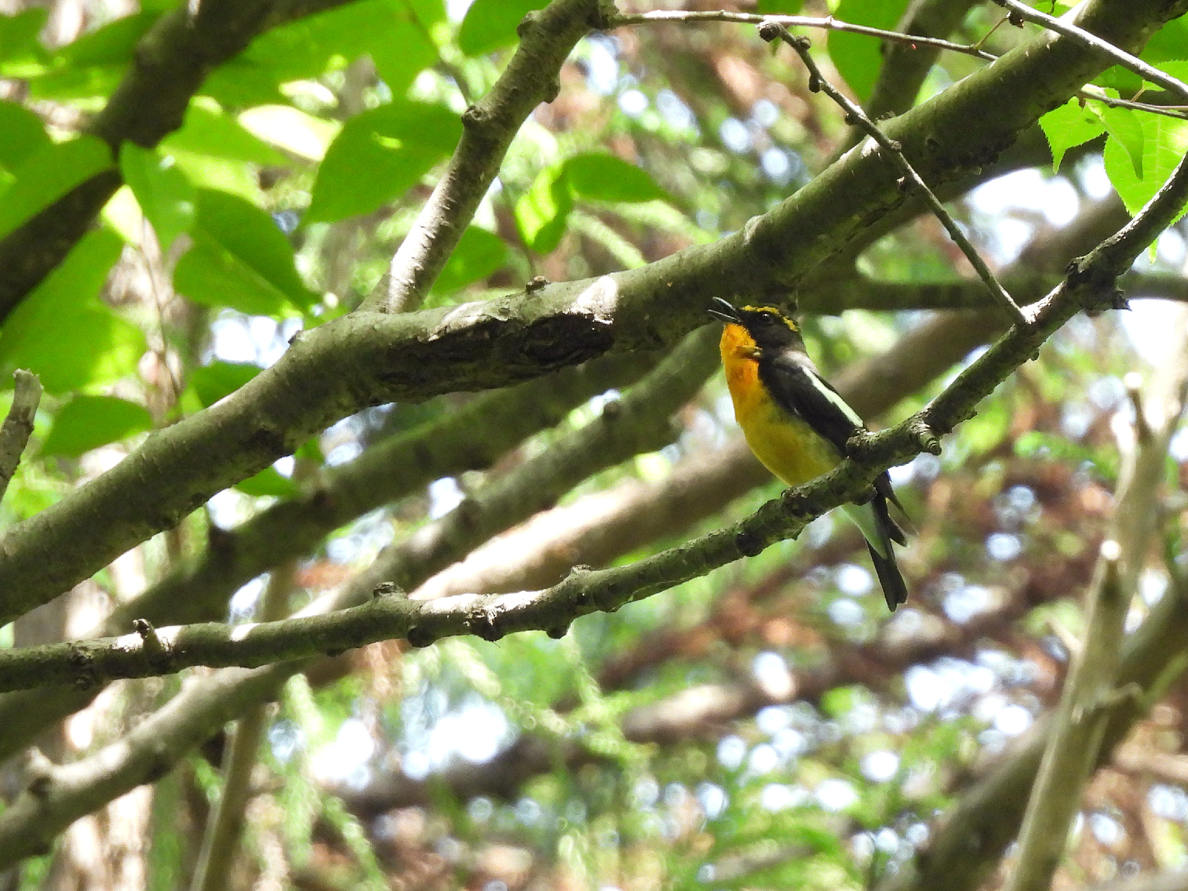 キビタキ四季の森