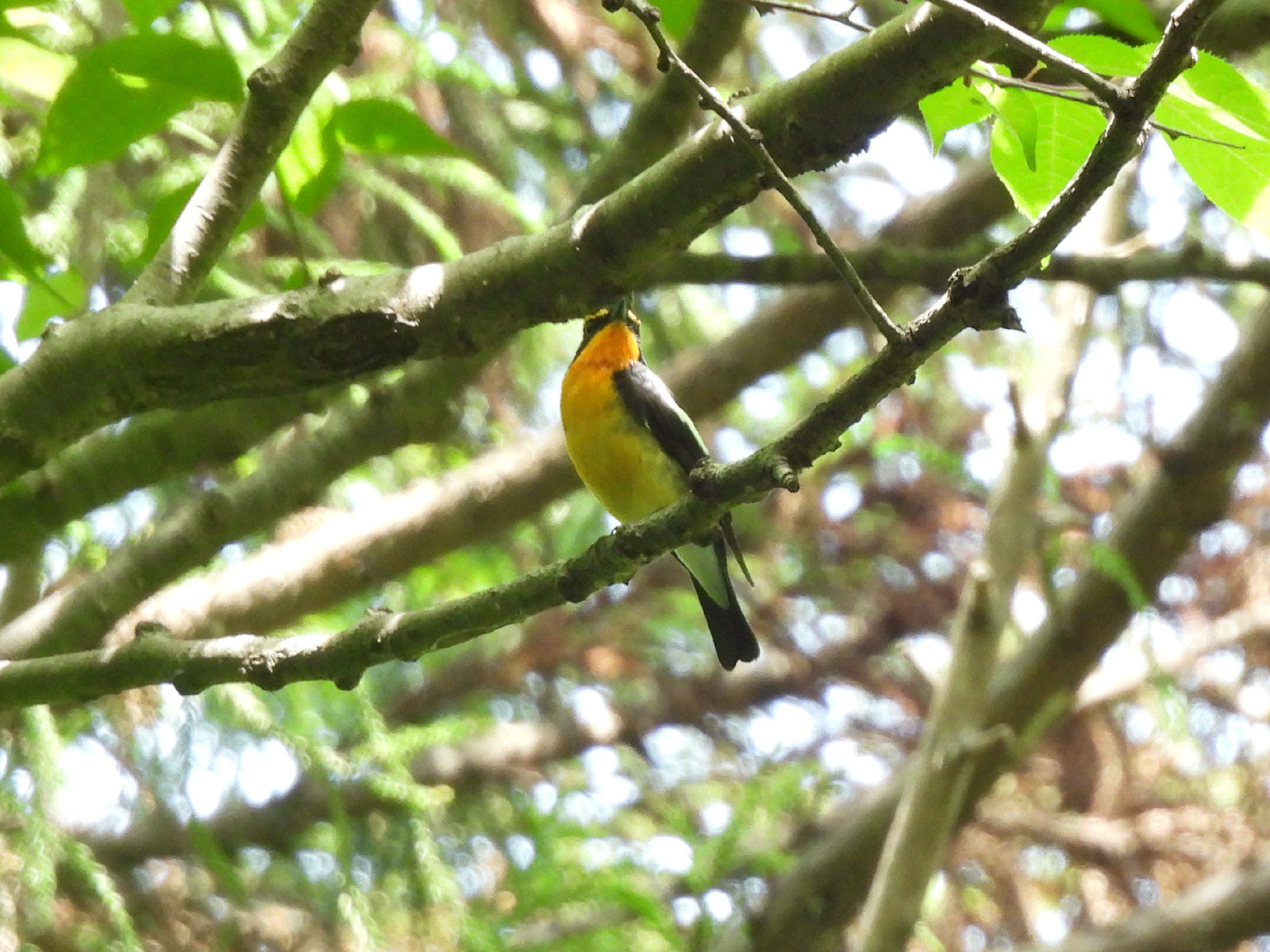 キビタキ四季の森