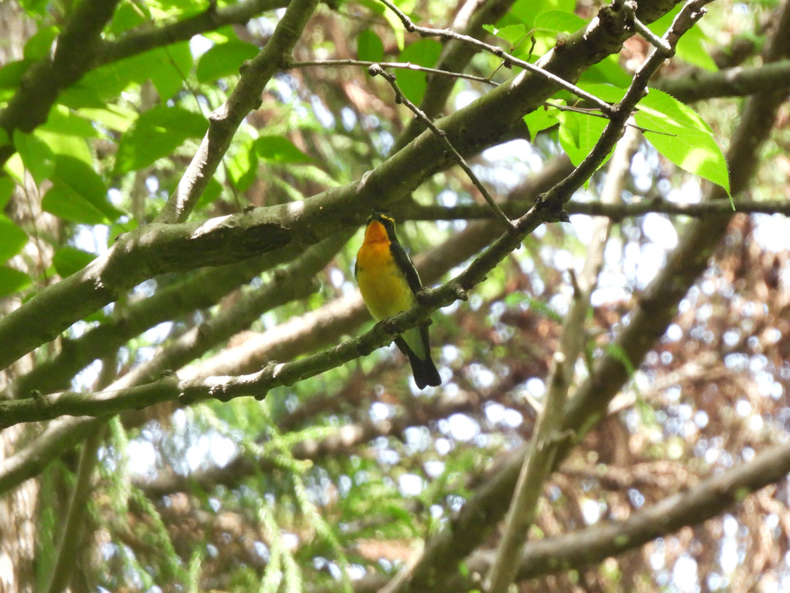 キビタキ四季の森