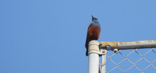 イソヒヨドリ雄