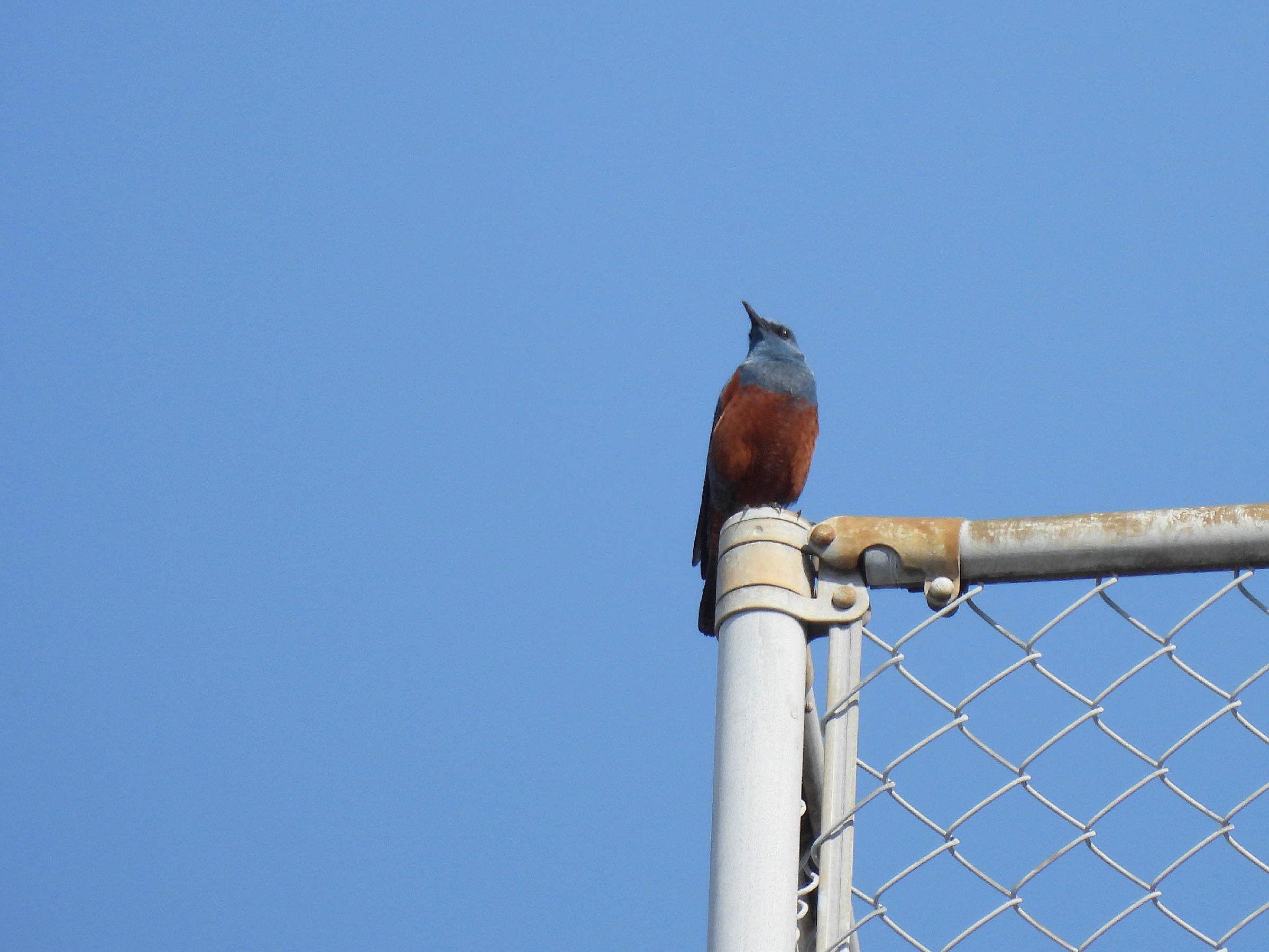 イソヒヨドリ雄