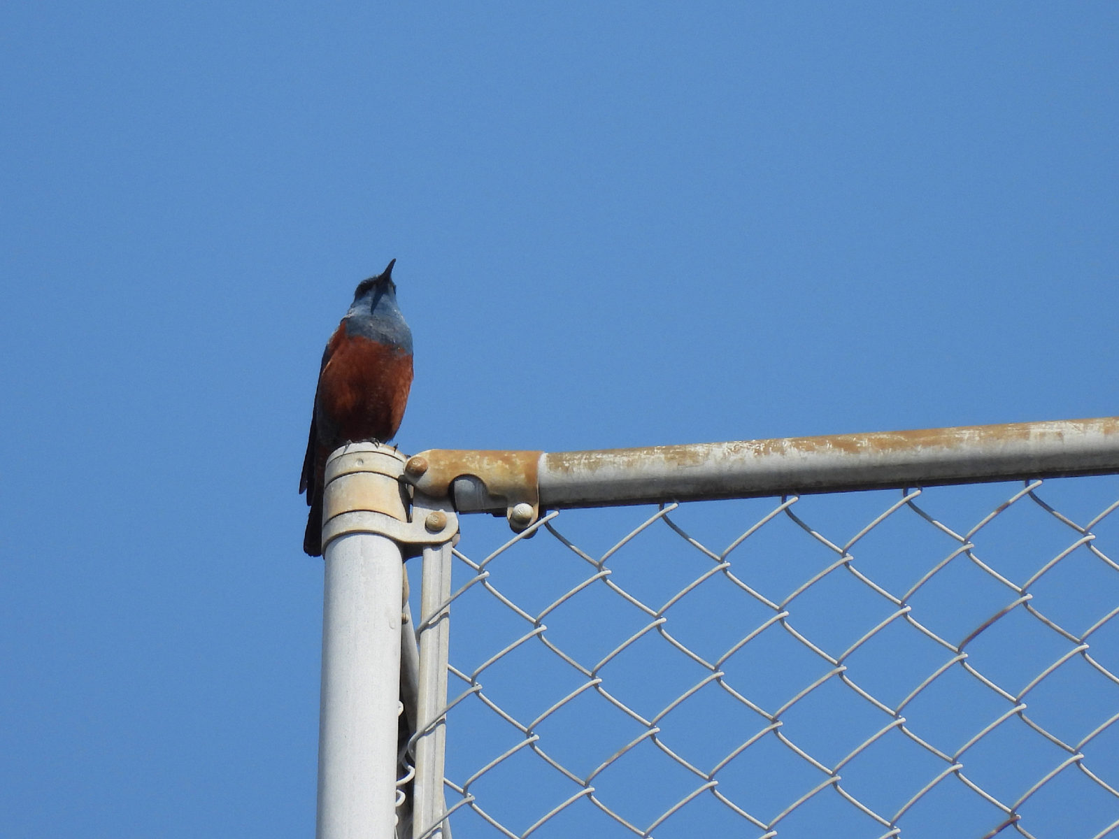 イソヒヨドリ雄