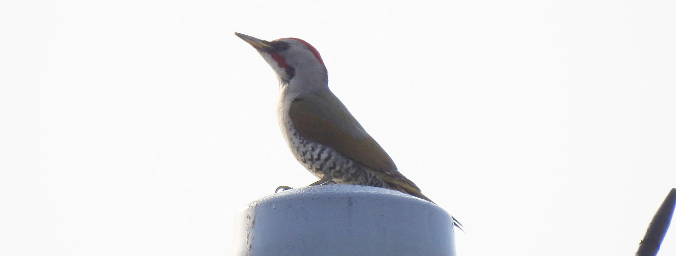 アオゲラ電柱の上