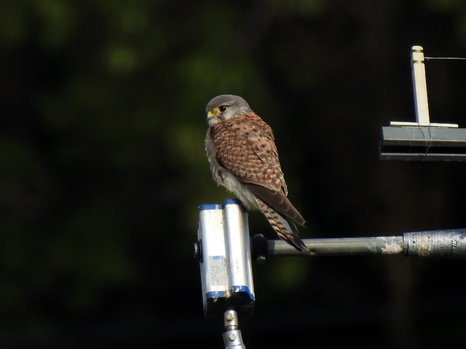 チョウゲンボウ