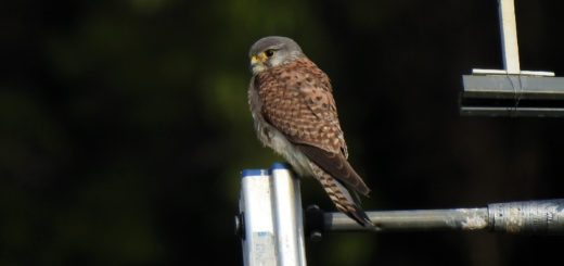 チョウゲンボウ雌