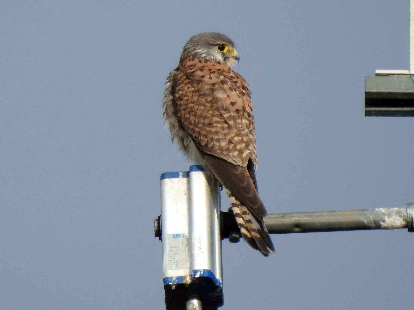 チョウゲンボウ