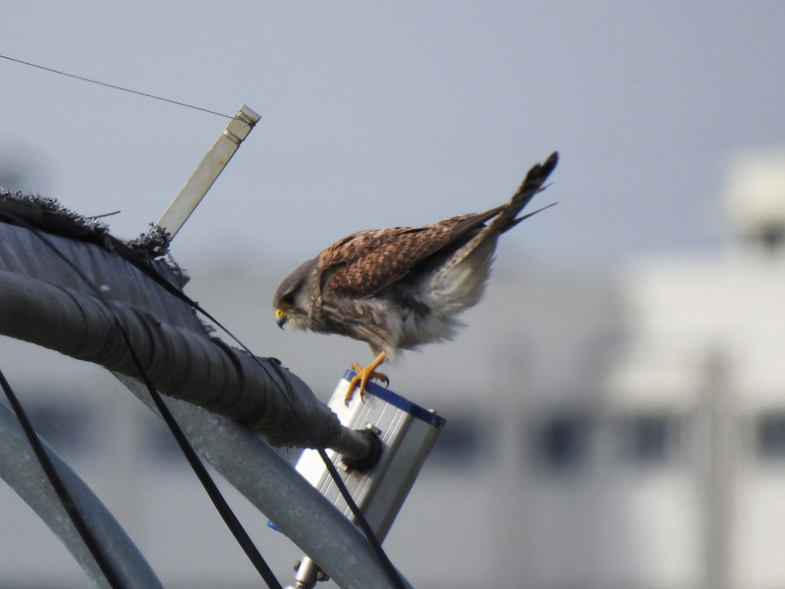 チョウゲンボウ