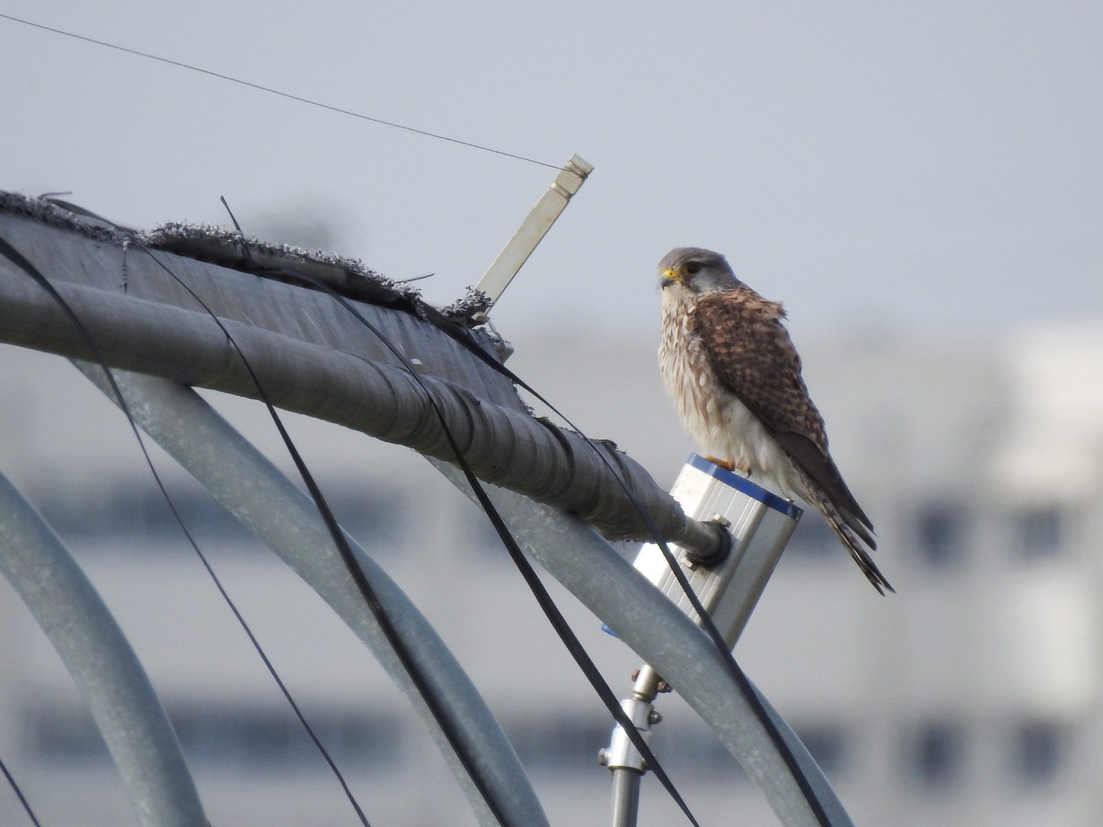 チョウゲンボウ