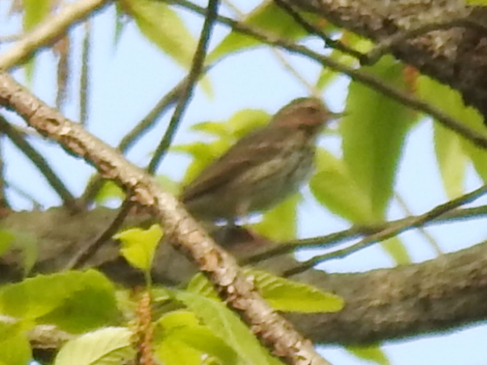 ビンズイ？アップ