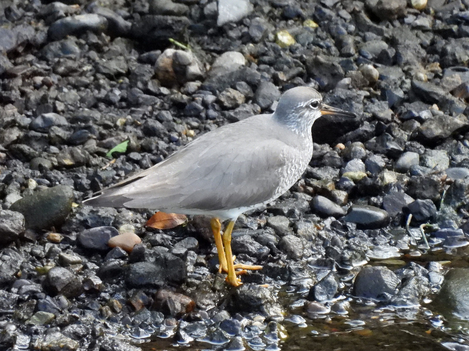 キアシシギ右向き