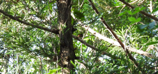 サンコウチョウ雌