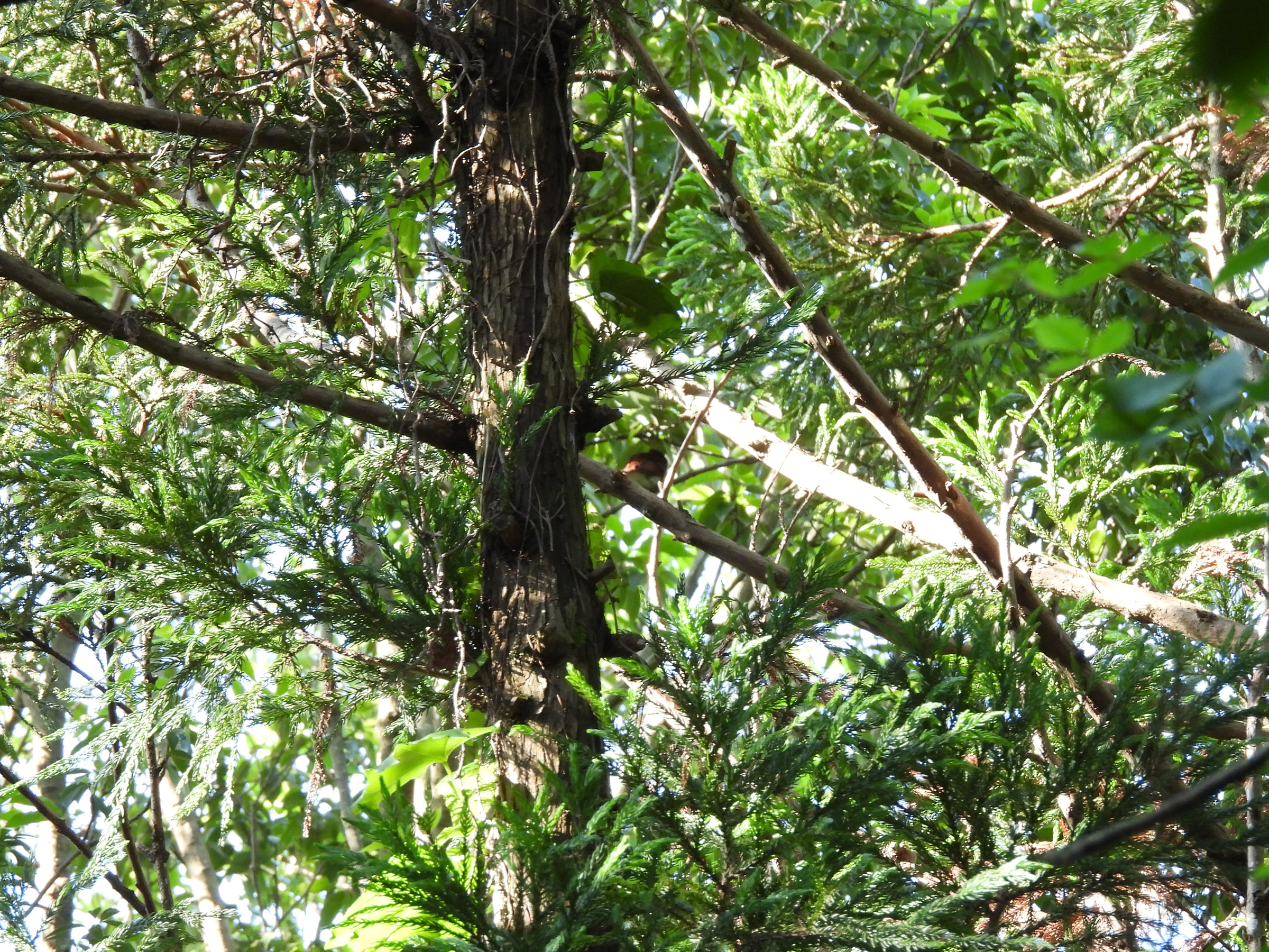 サンコウチョウ雌