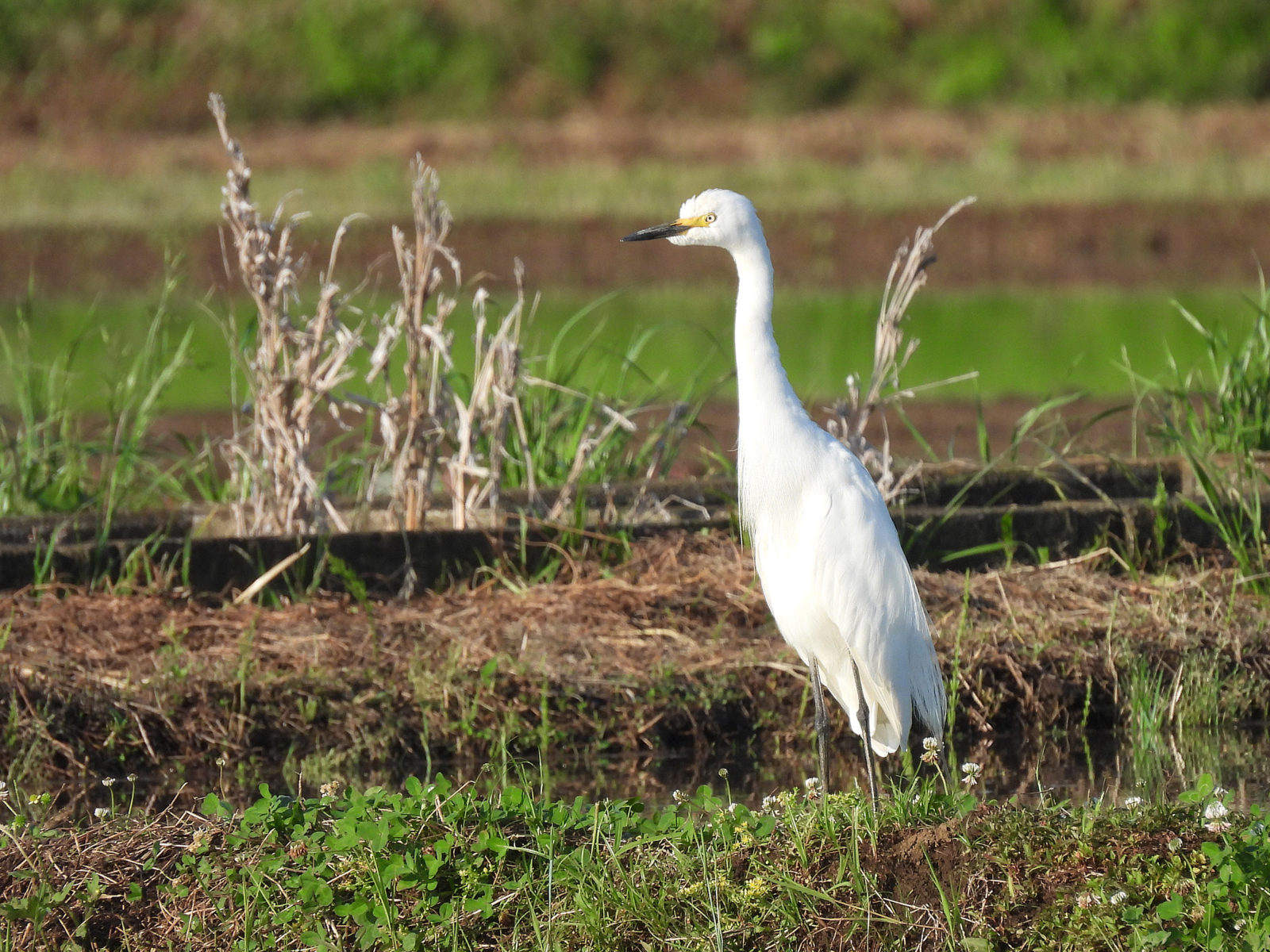 チュウサギ婚姻色