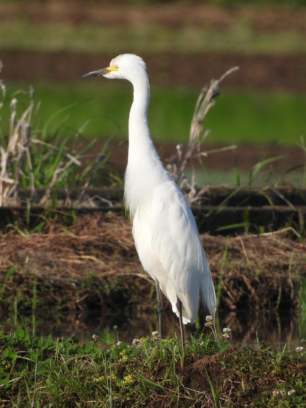 チュウサギ婚姻色縦