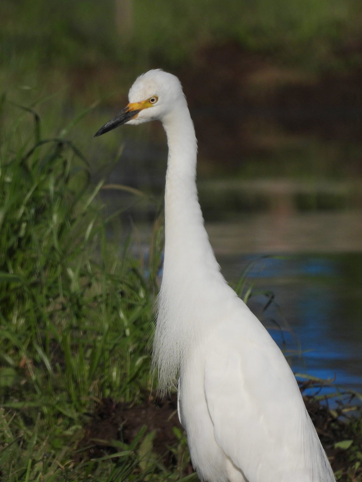 チュウサギ縦
