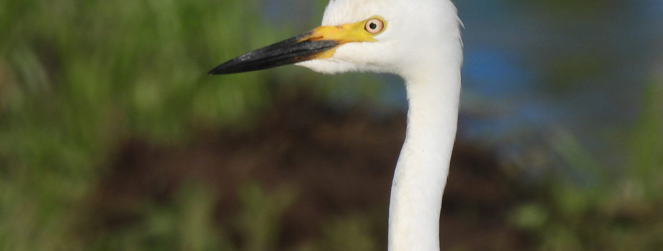 チュウサギ婚姻色アップ