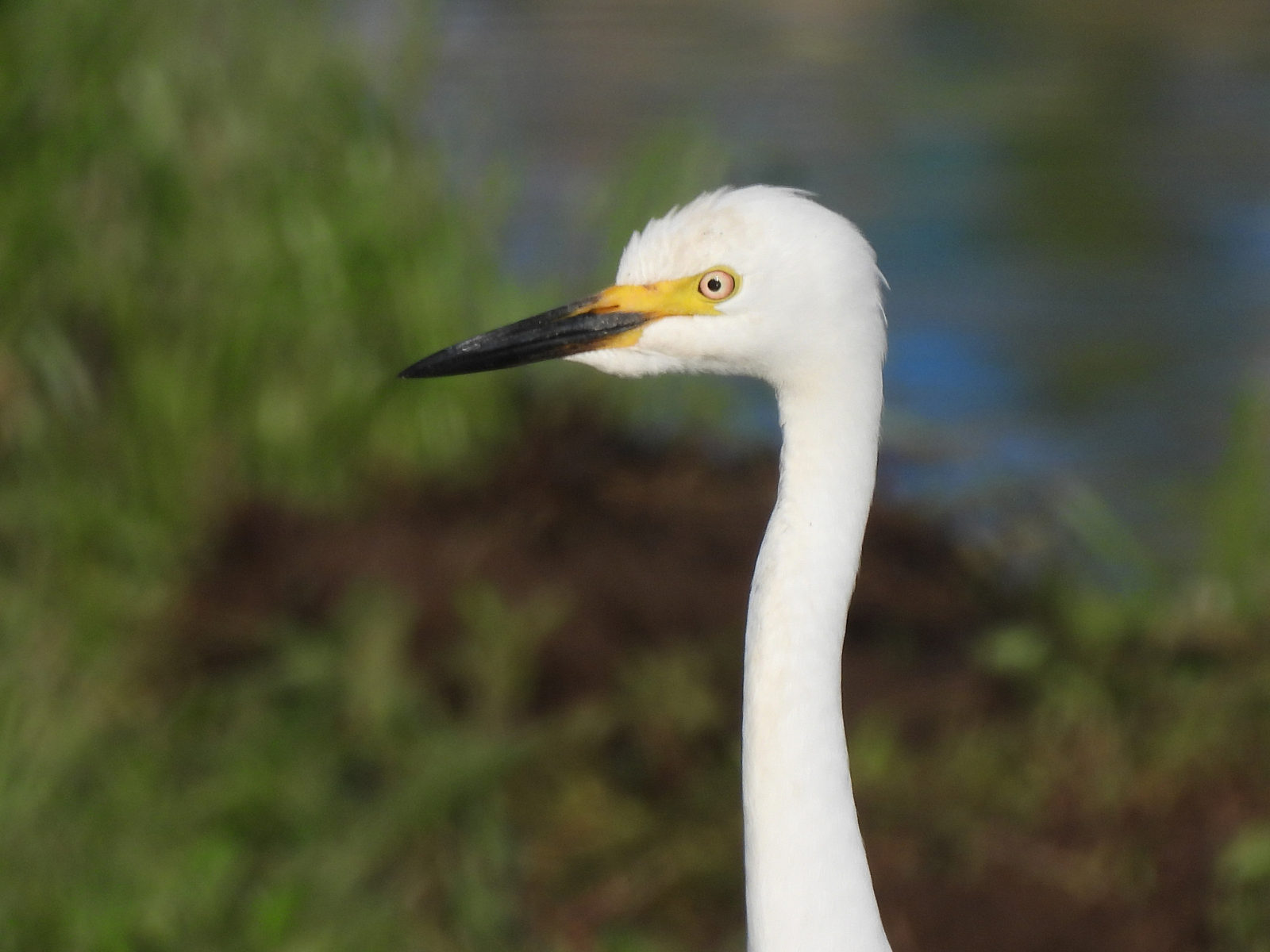 チュウサギ婚姻色アップ