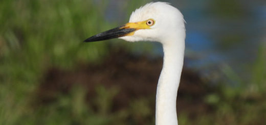 チュウサギ婚姻色アップ