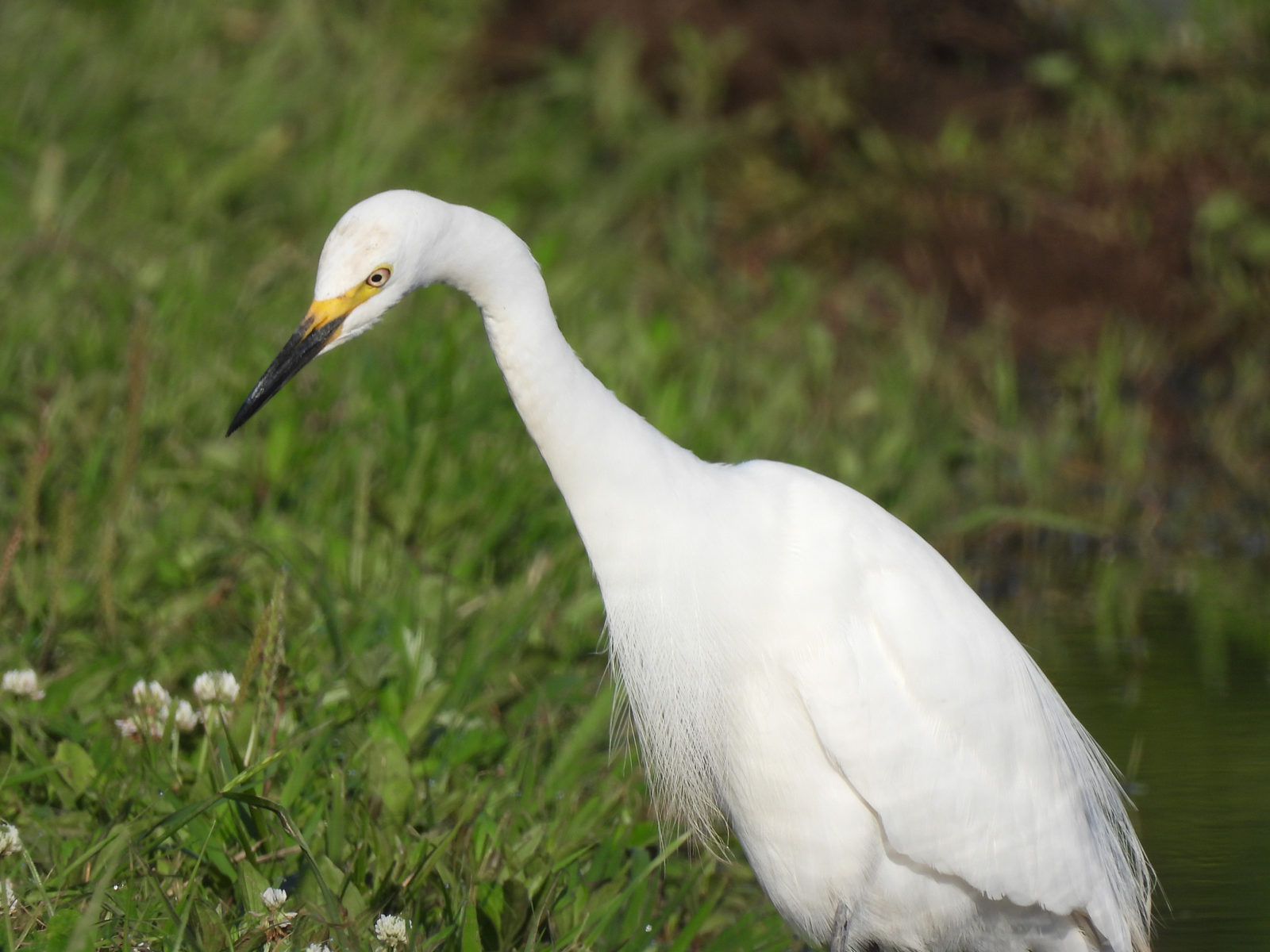 チュウサギ婚姻色