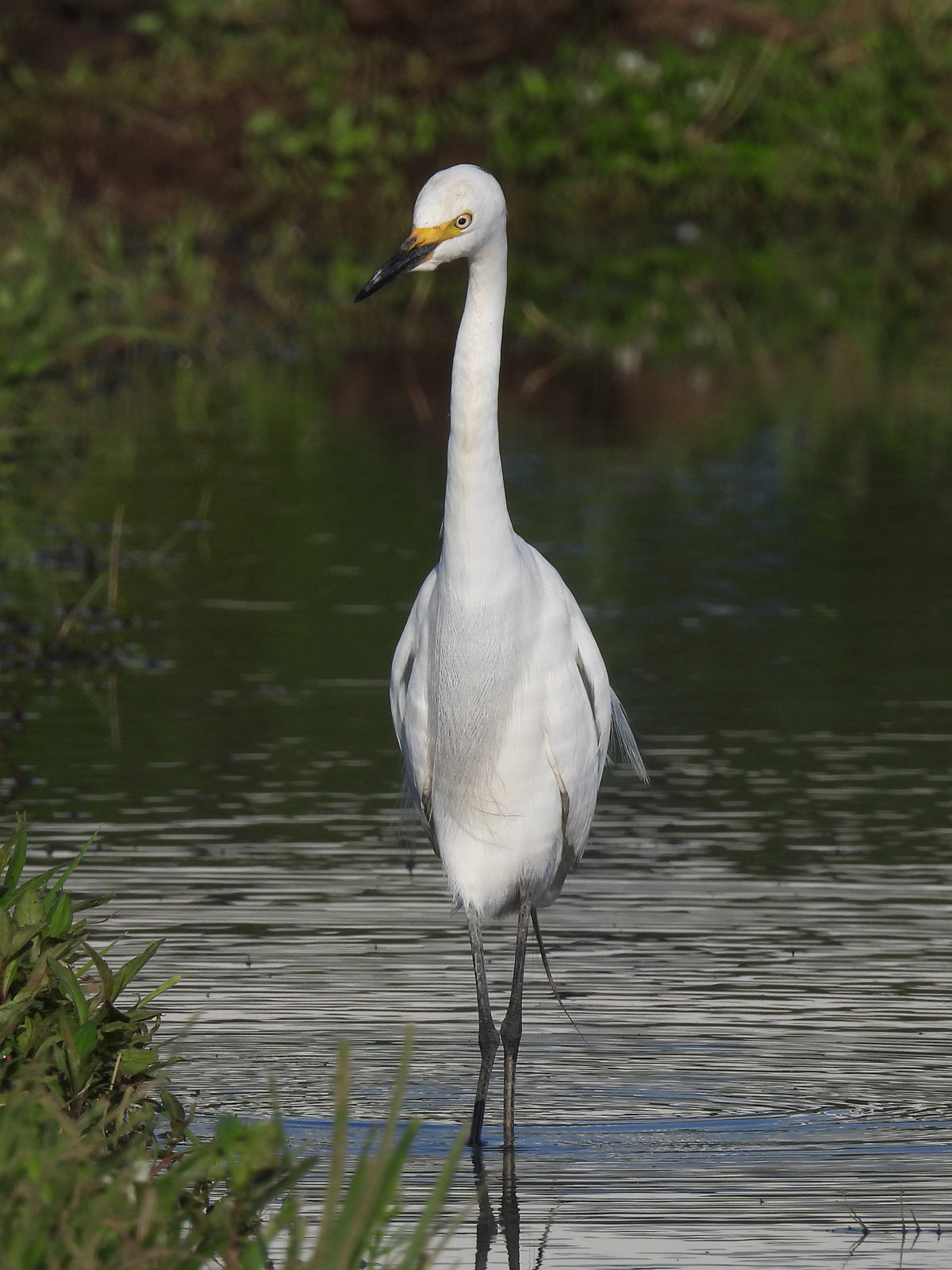 チュウサギ婚姻色縦