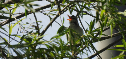 オオヨシキリ鳴く