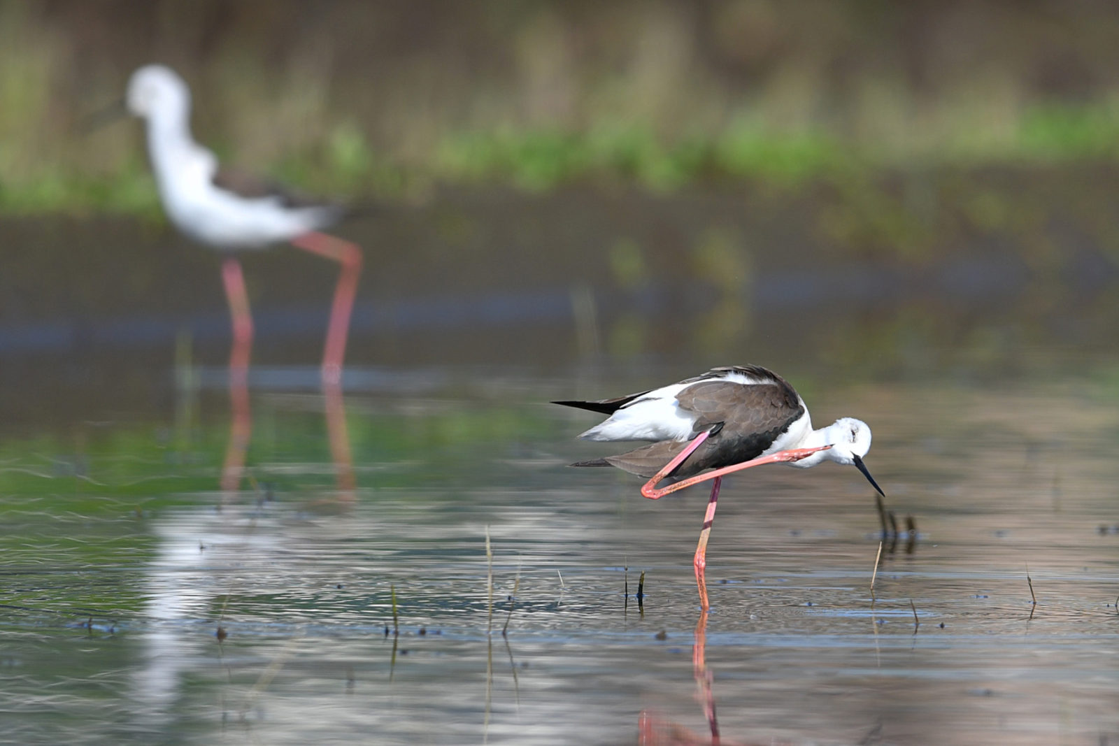 セイタカシギ2羽