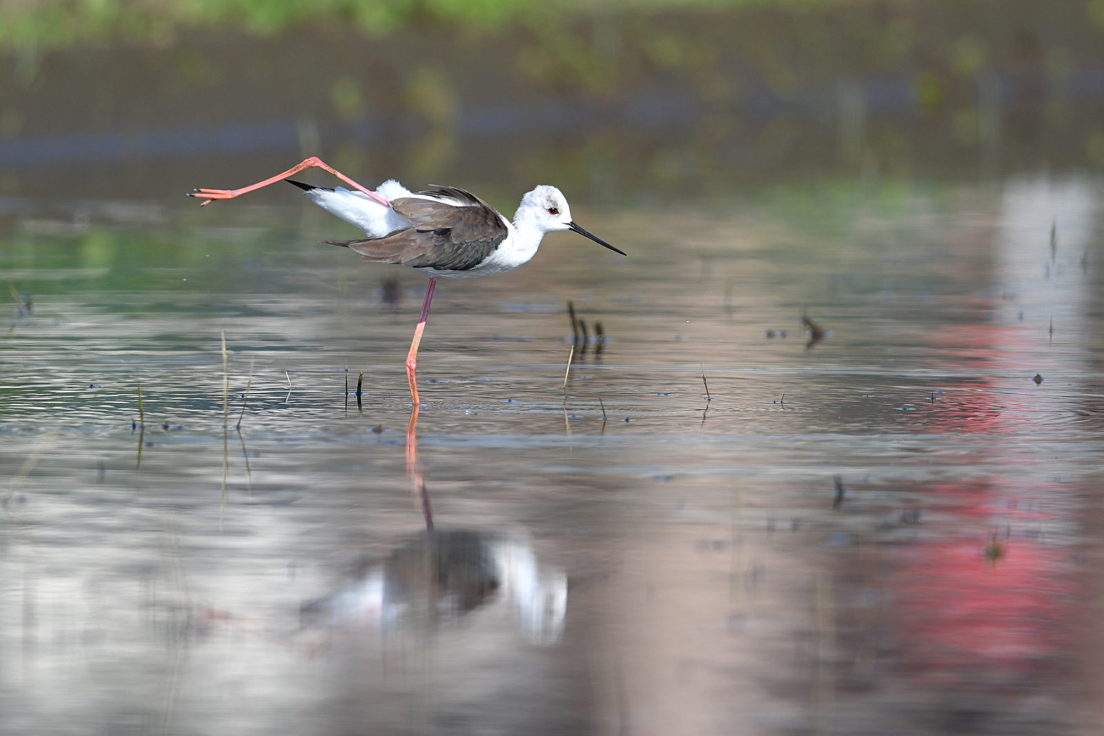 セイタカシギのび
