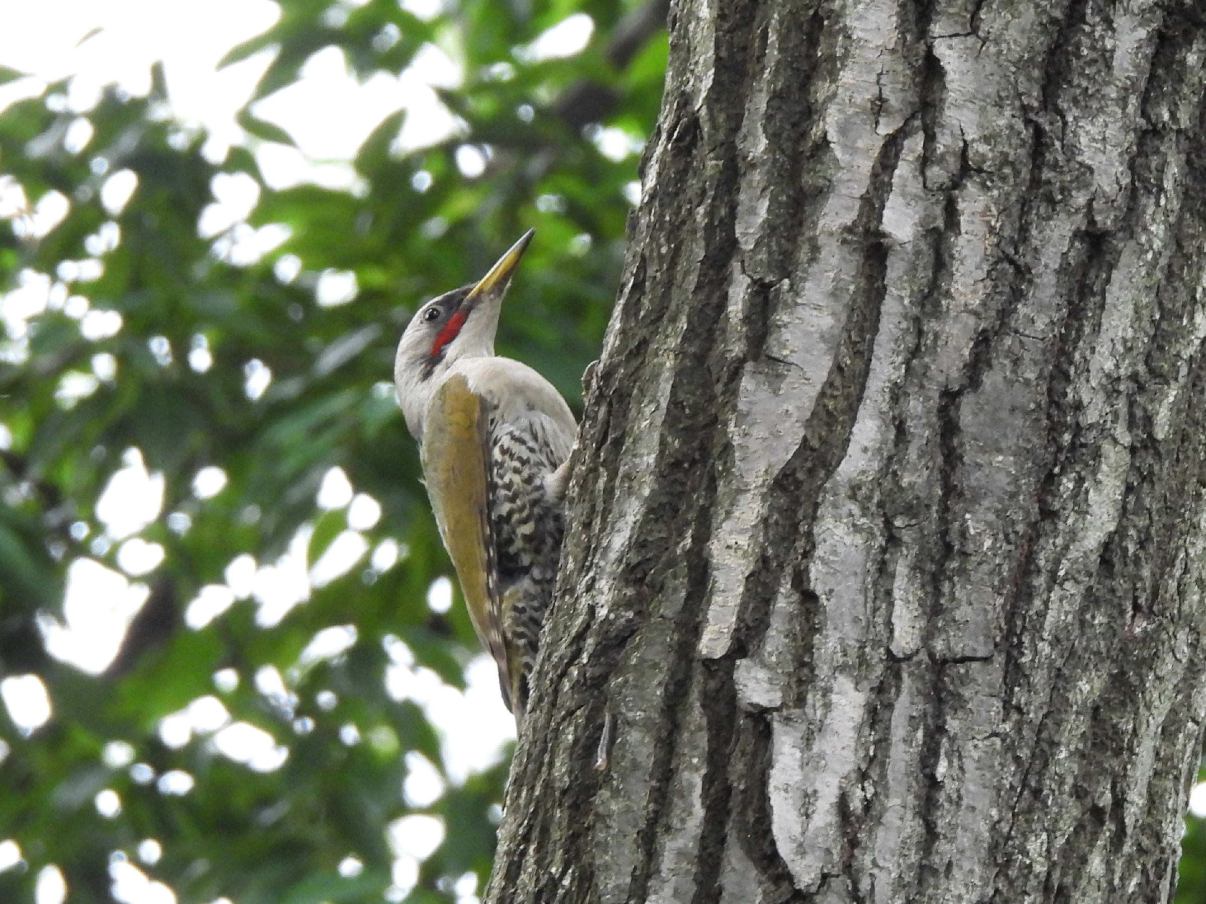 アオゲラ縦留まり