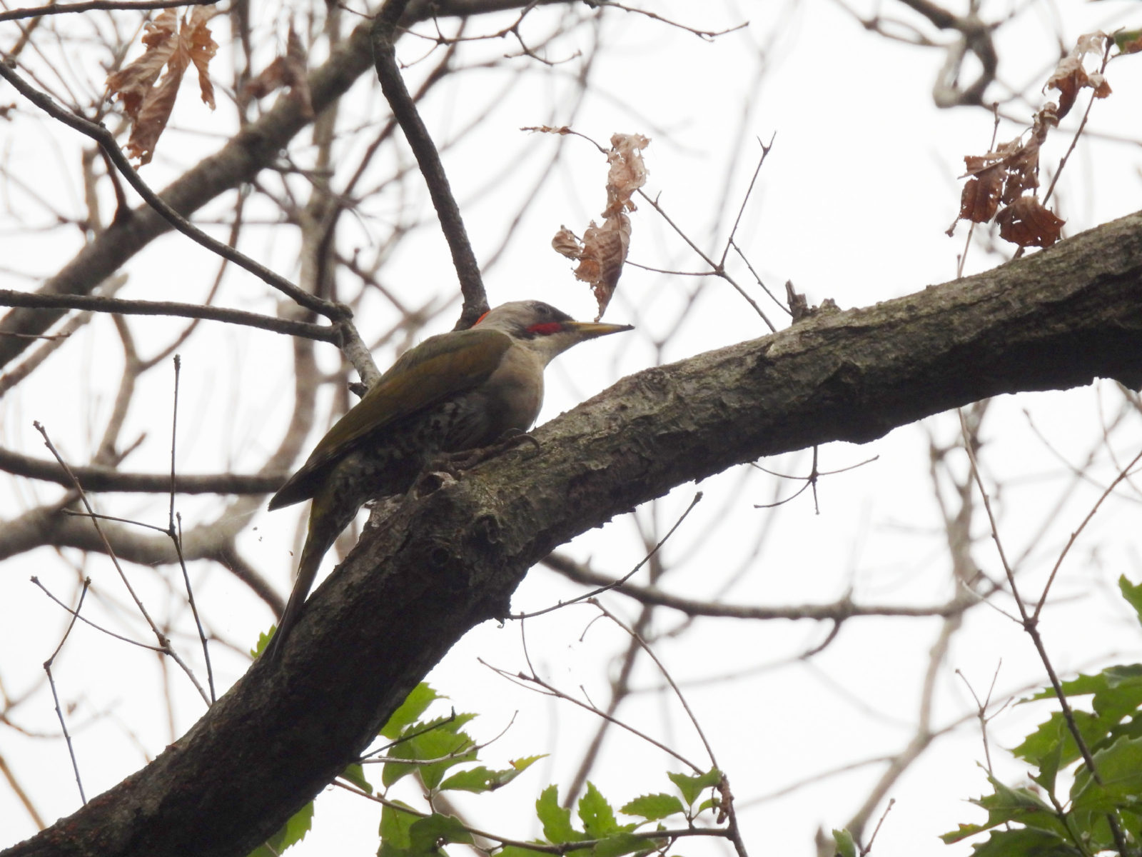 アオゲラ横留まり