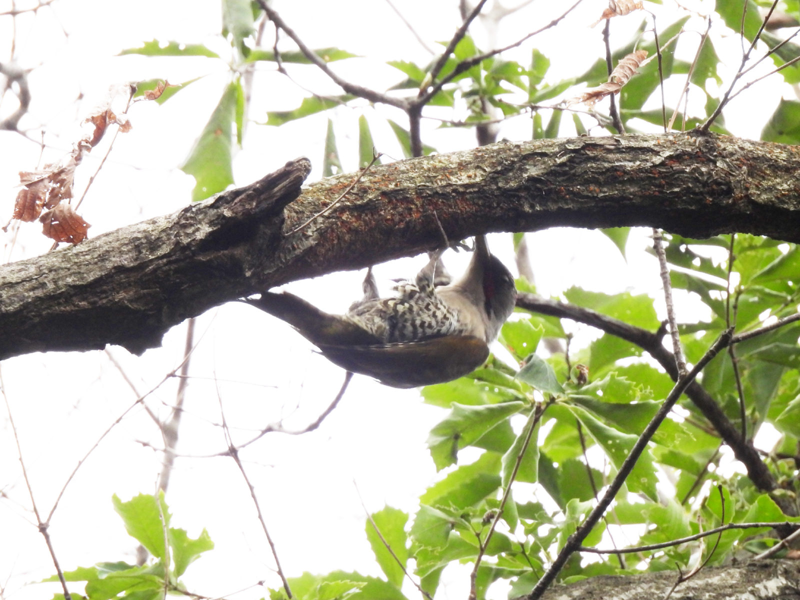 アオゲラ横留まり裏向き