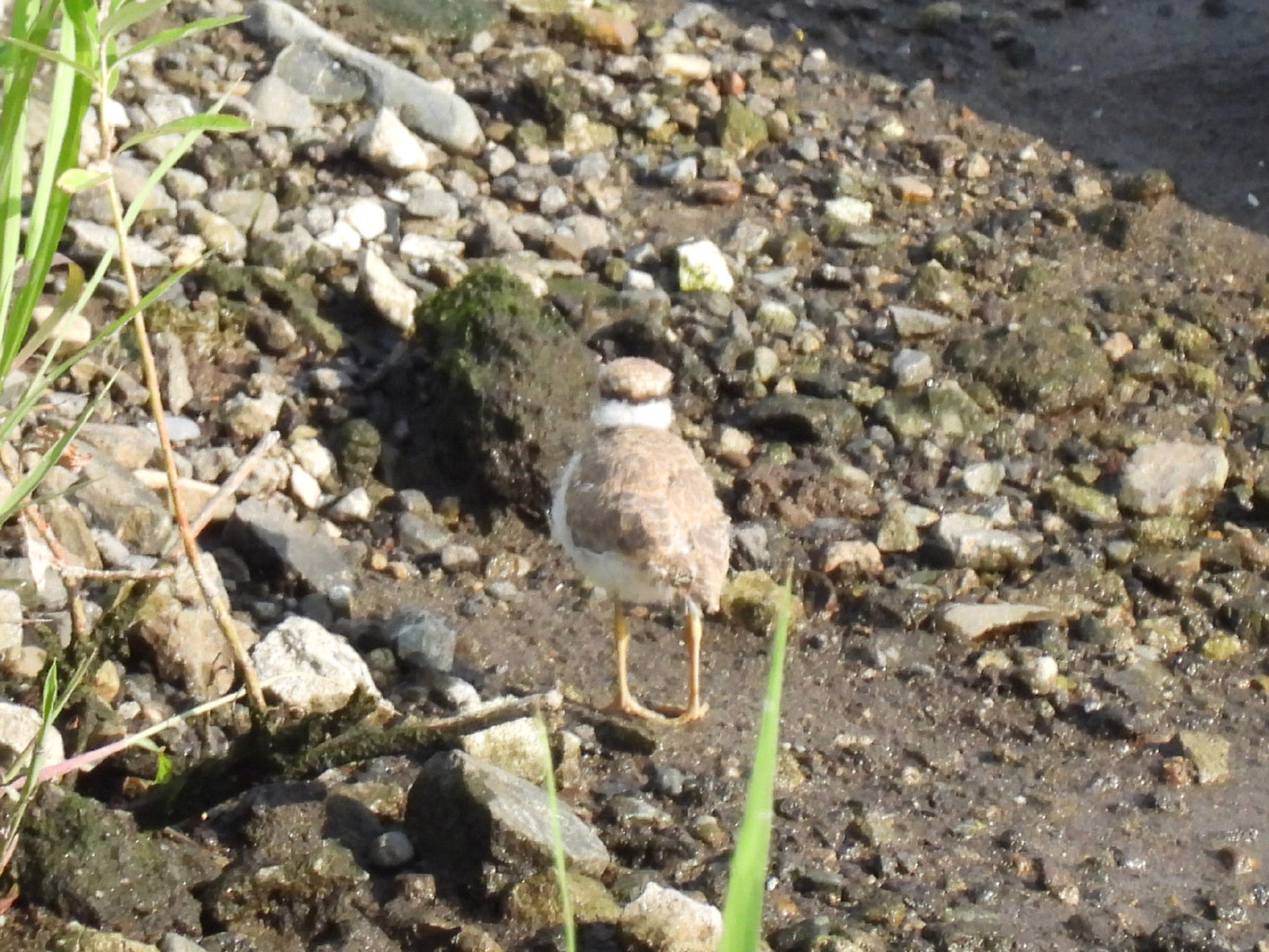 コチドリ幼鳥後ろ