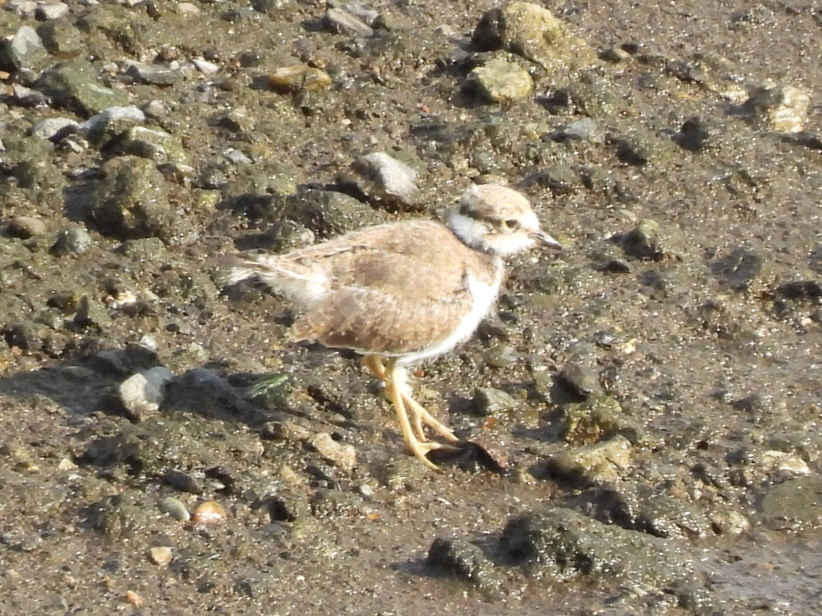 コチドリ幼鳥アップ