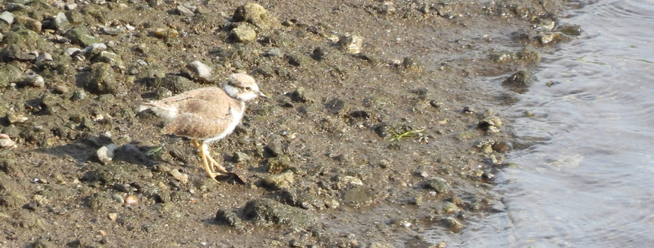 コチドリ幼鳥右向き