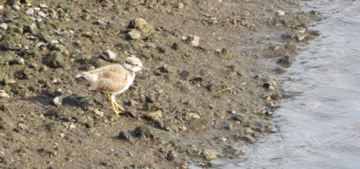 コチドリ幼鳥右向き