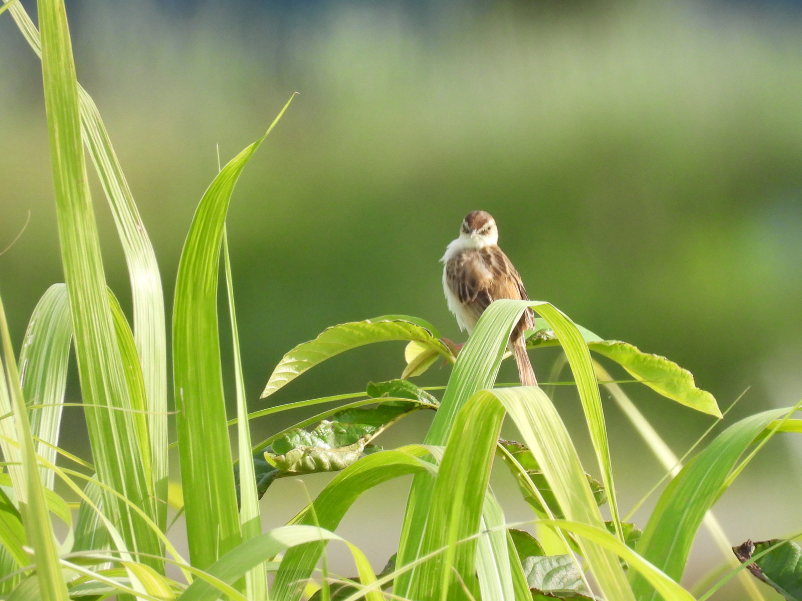セッカこちらを見る
