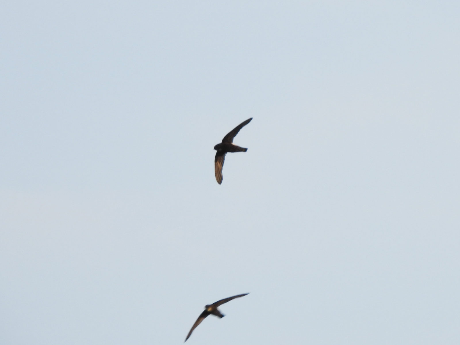 ヒメアマツバメ2羽