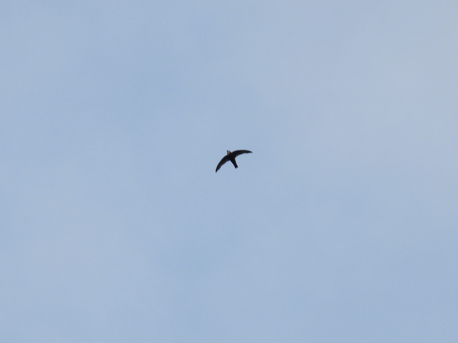 ヒメアマツバメ釜スタイル