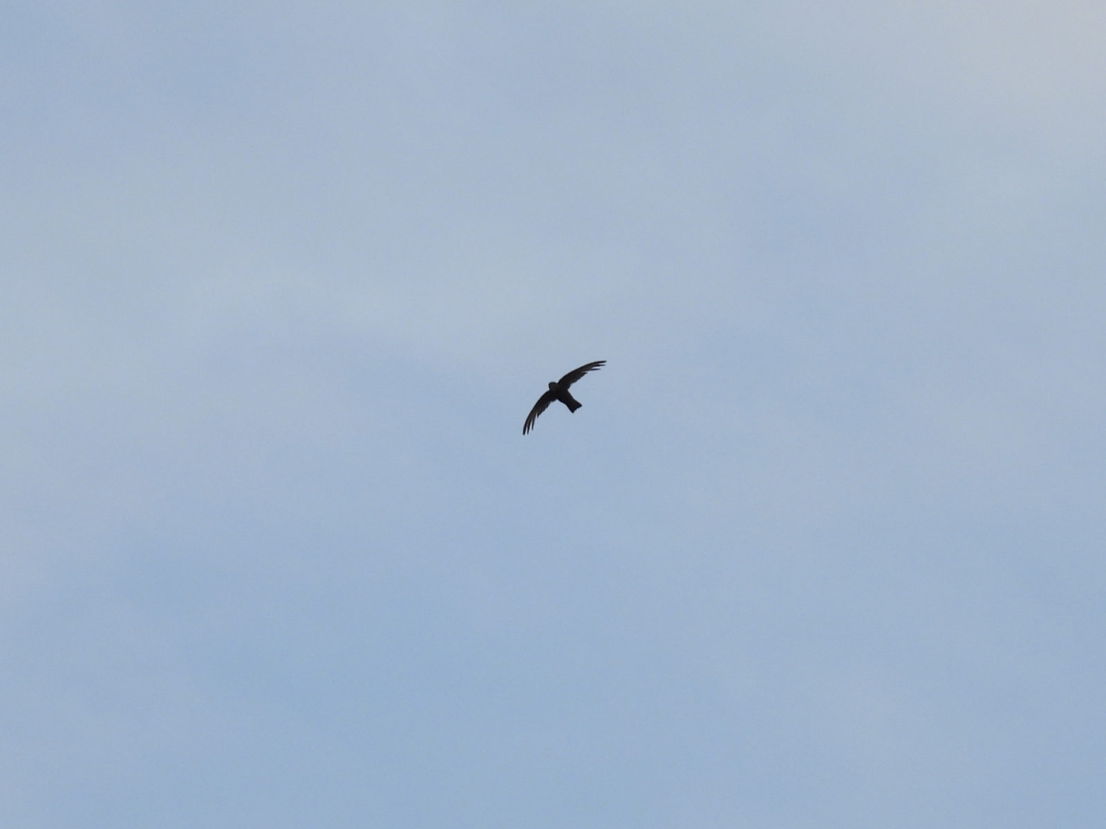 ヒメアマツバメ