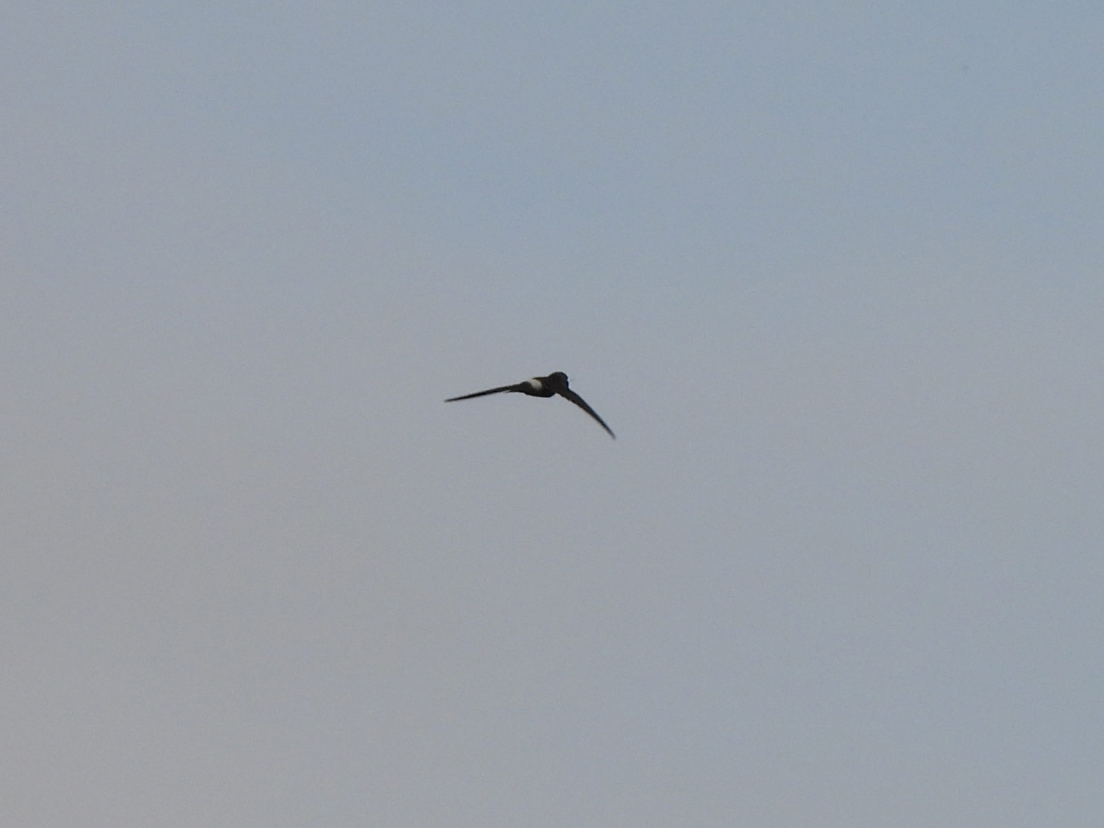 ヒメアマツバメ腰が白い