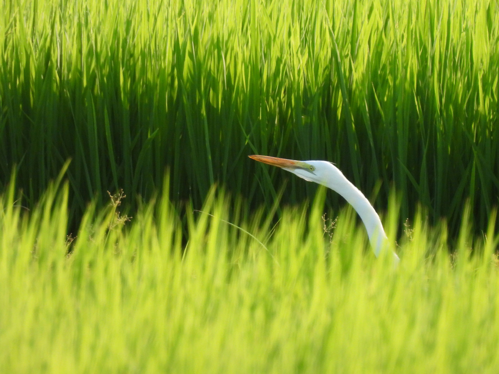 ダイサギ左向きアップ