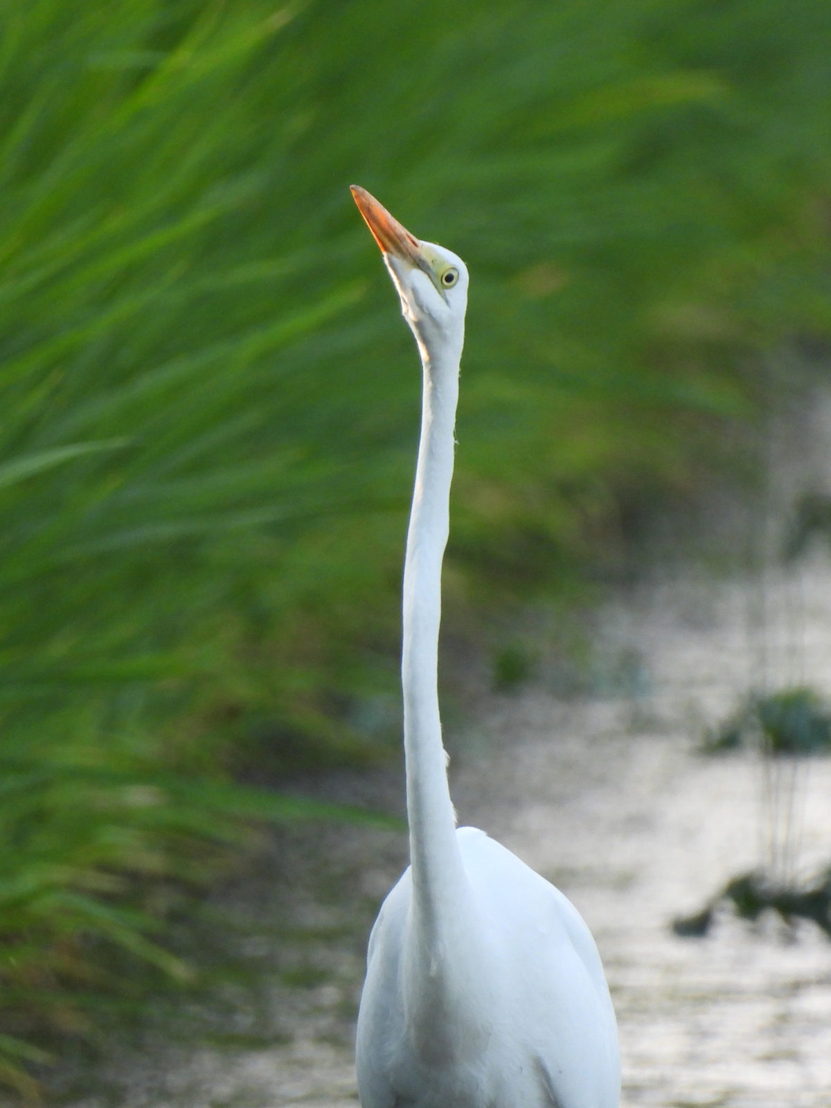 ダイサギ正面アップ