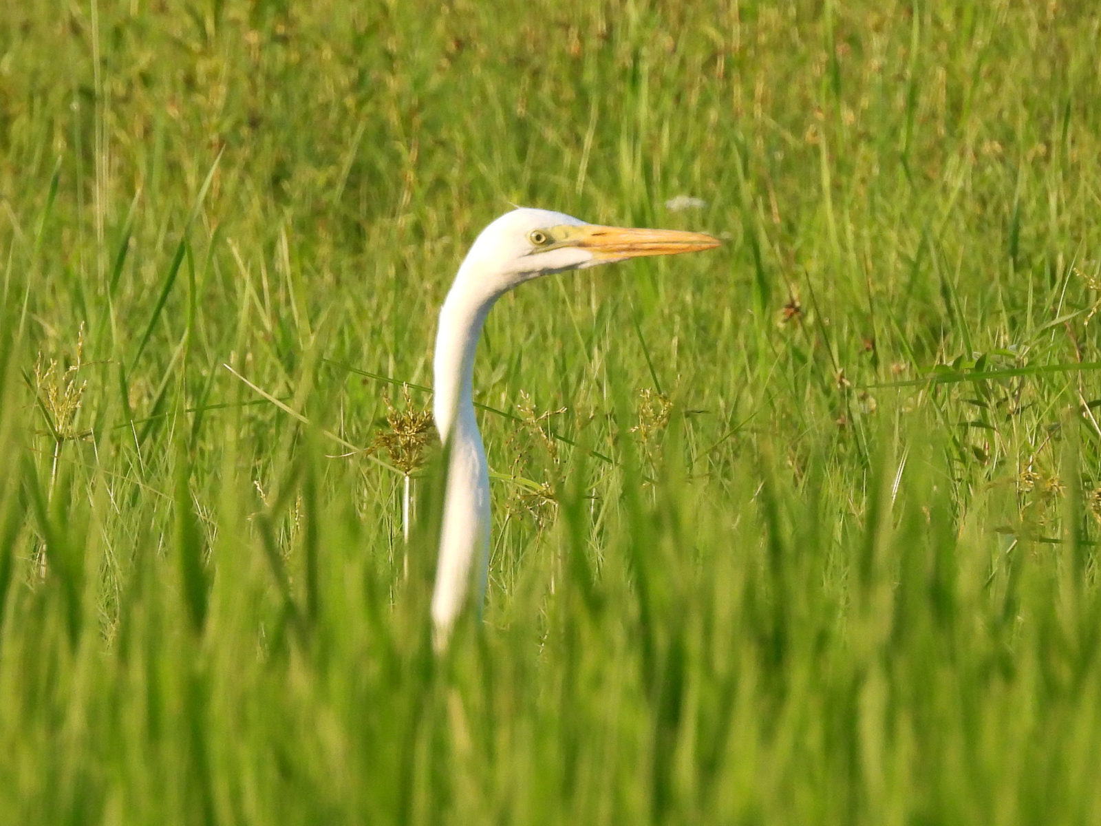 ダイサギ右向きアップ