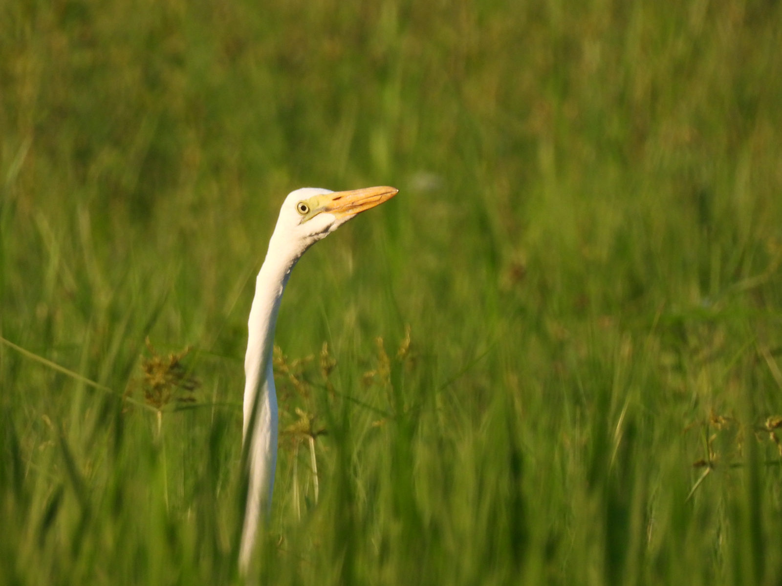 ダイサギ右向きアップ