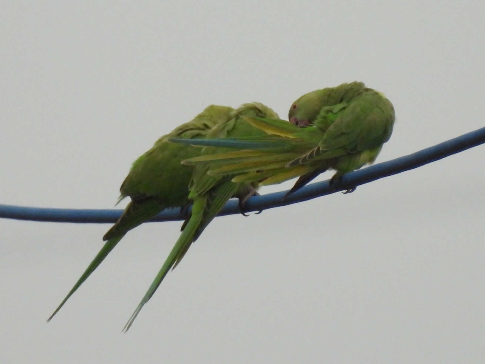 ワカケホンセイインコアップ