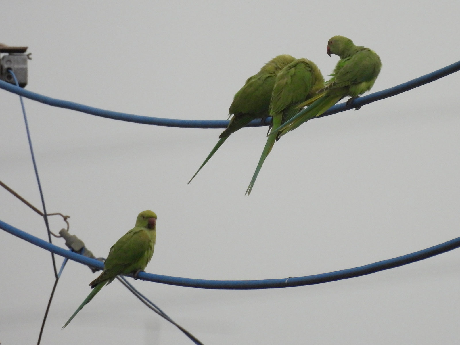 ワカケホンセイインコ4羽