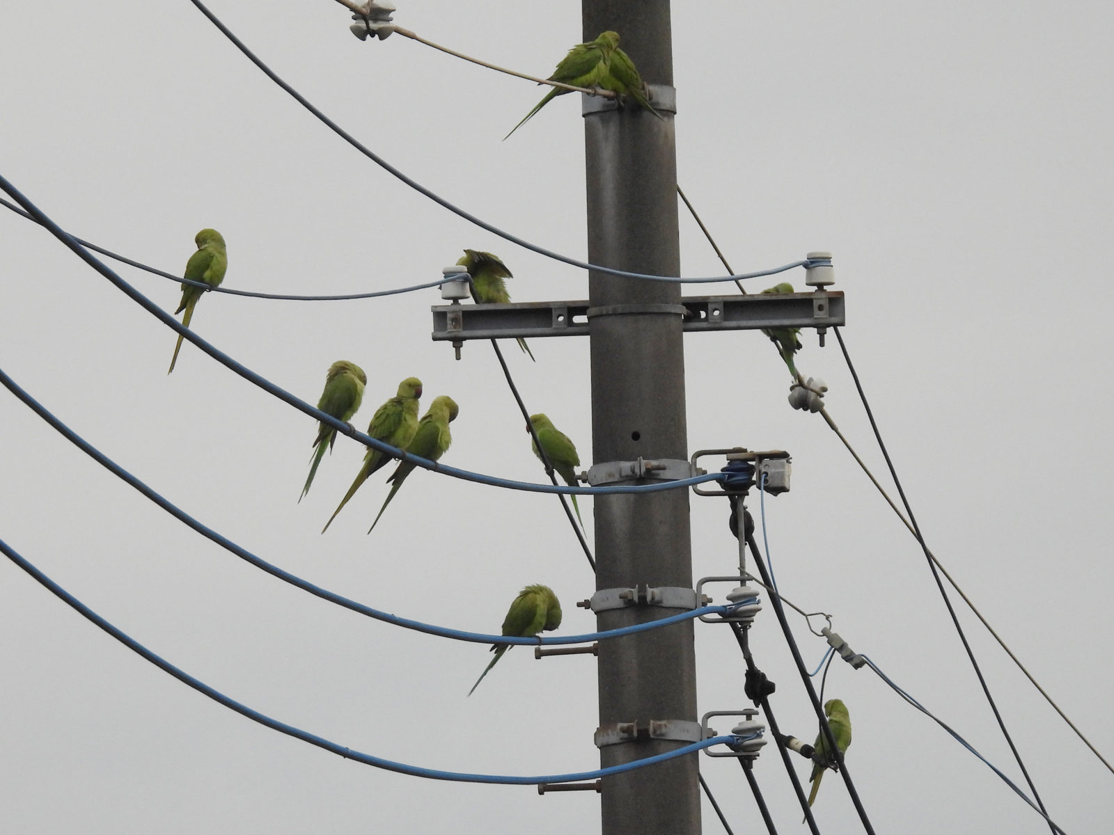 ワカケホンセイインコ11羽