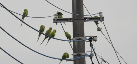 ワカケホンセイインコ10羽